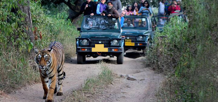 Ranthambore Tour